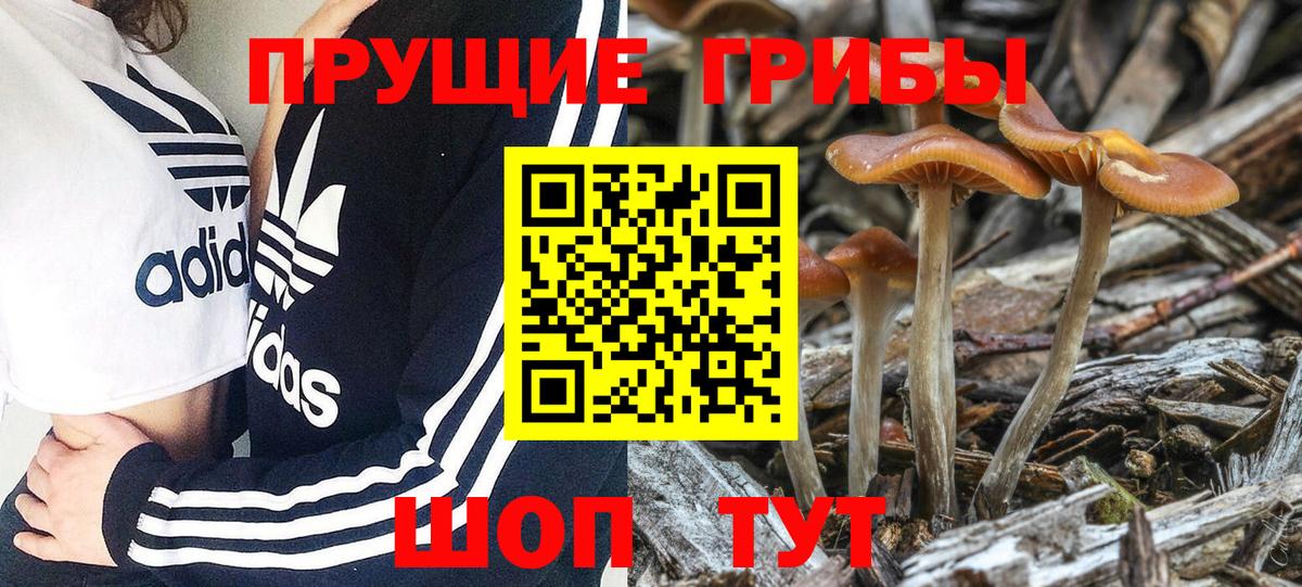 Саранск  Псилоцибиновые грибы прущие грибы  Вход с VPN 